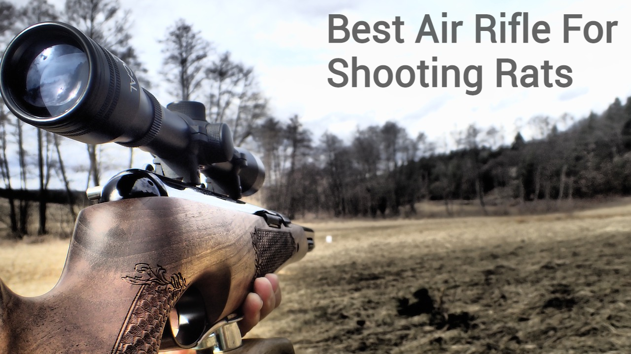Best Air Rifle for Shooting Rats